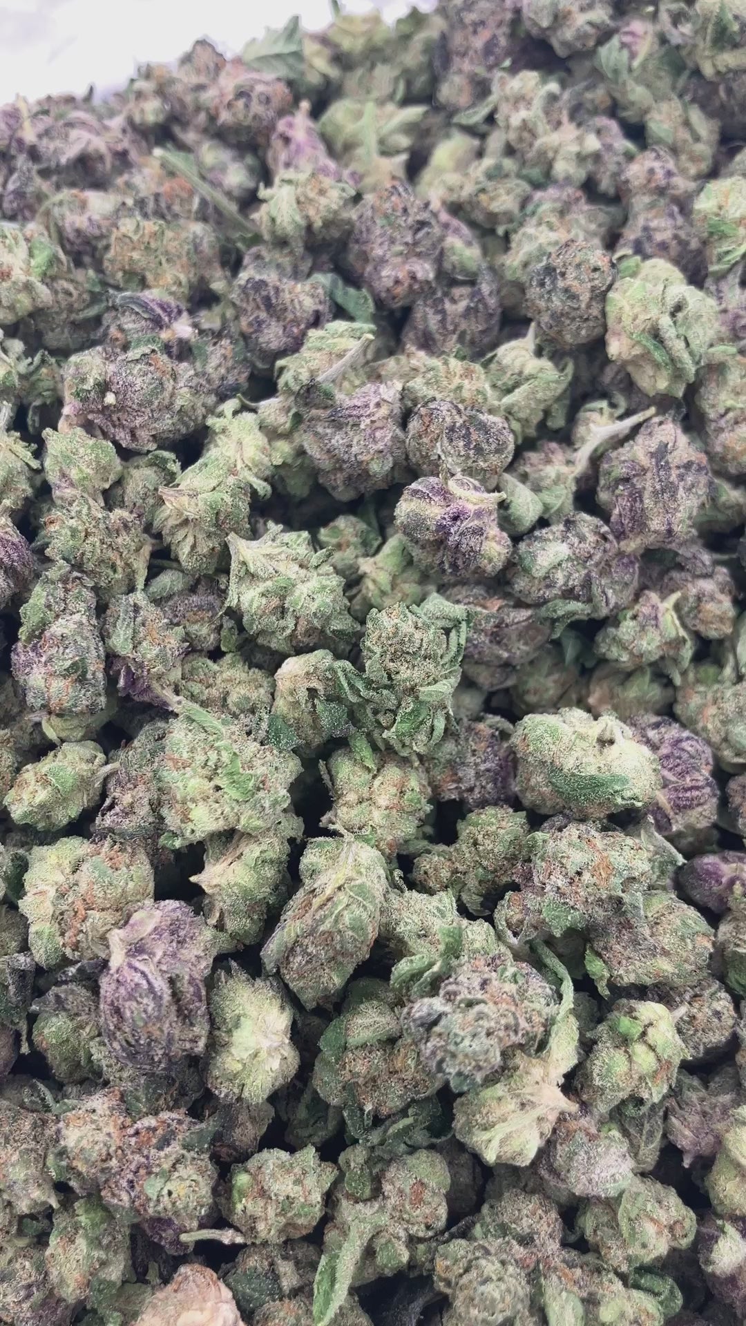 THCA FLOWER (Guava Lato) - Smalls (Hybrid)