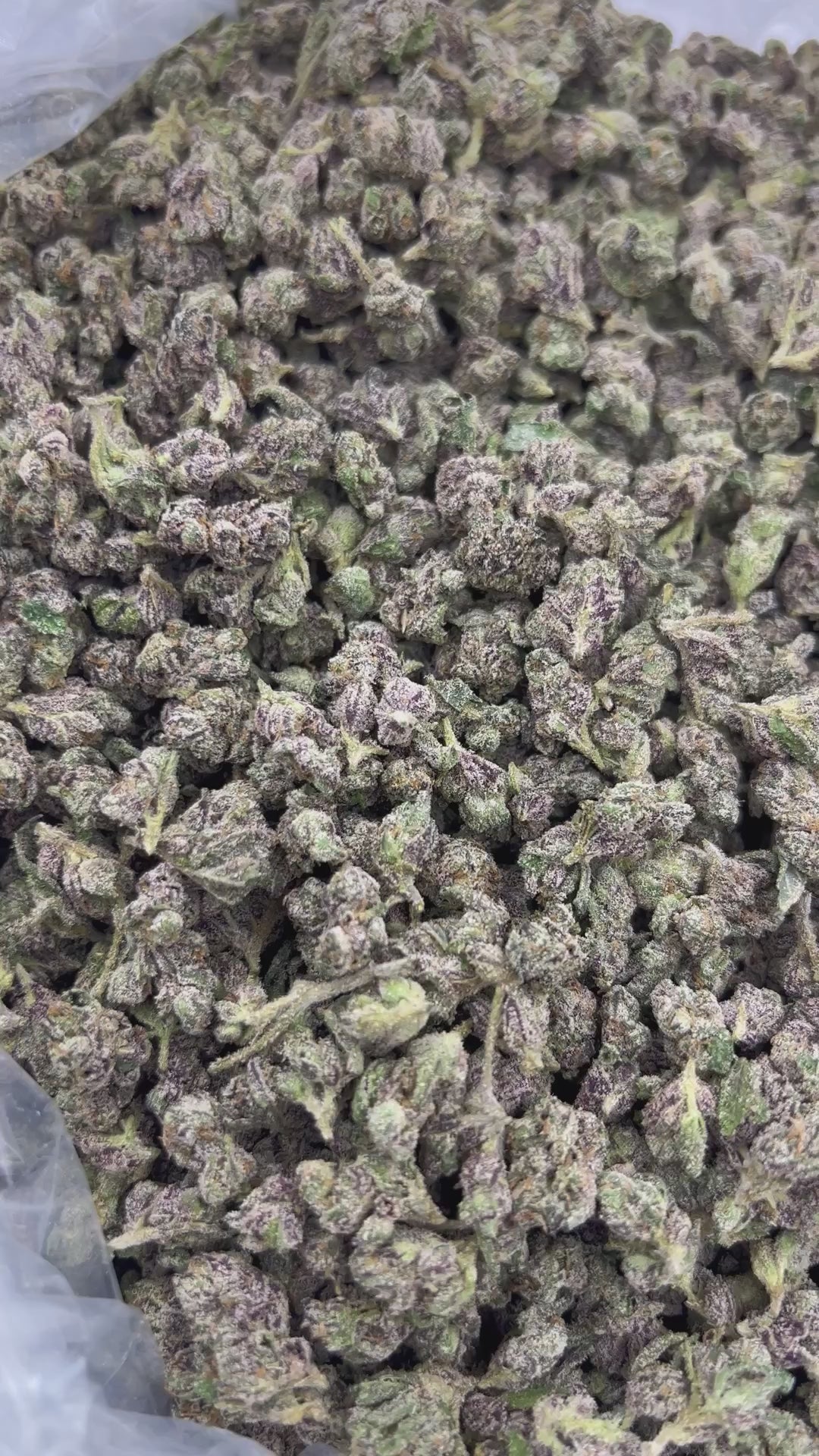 THCA FLOWER (Gelato 33) - Smalls - (Hybrid)