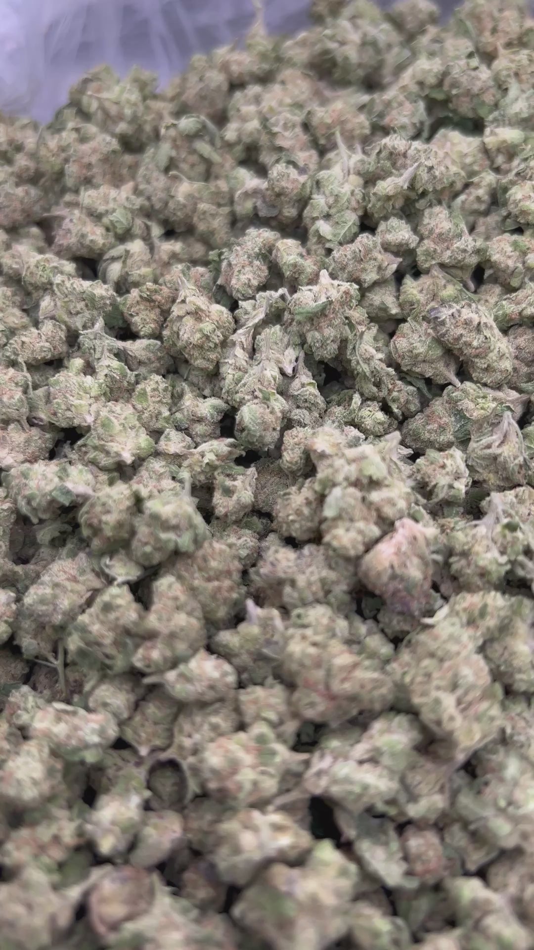 THCA FLOWER (White Gushers) - Smalls - (Hybrid)