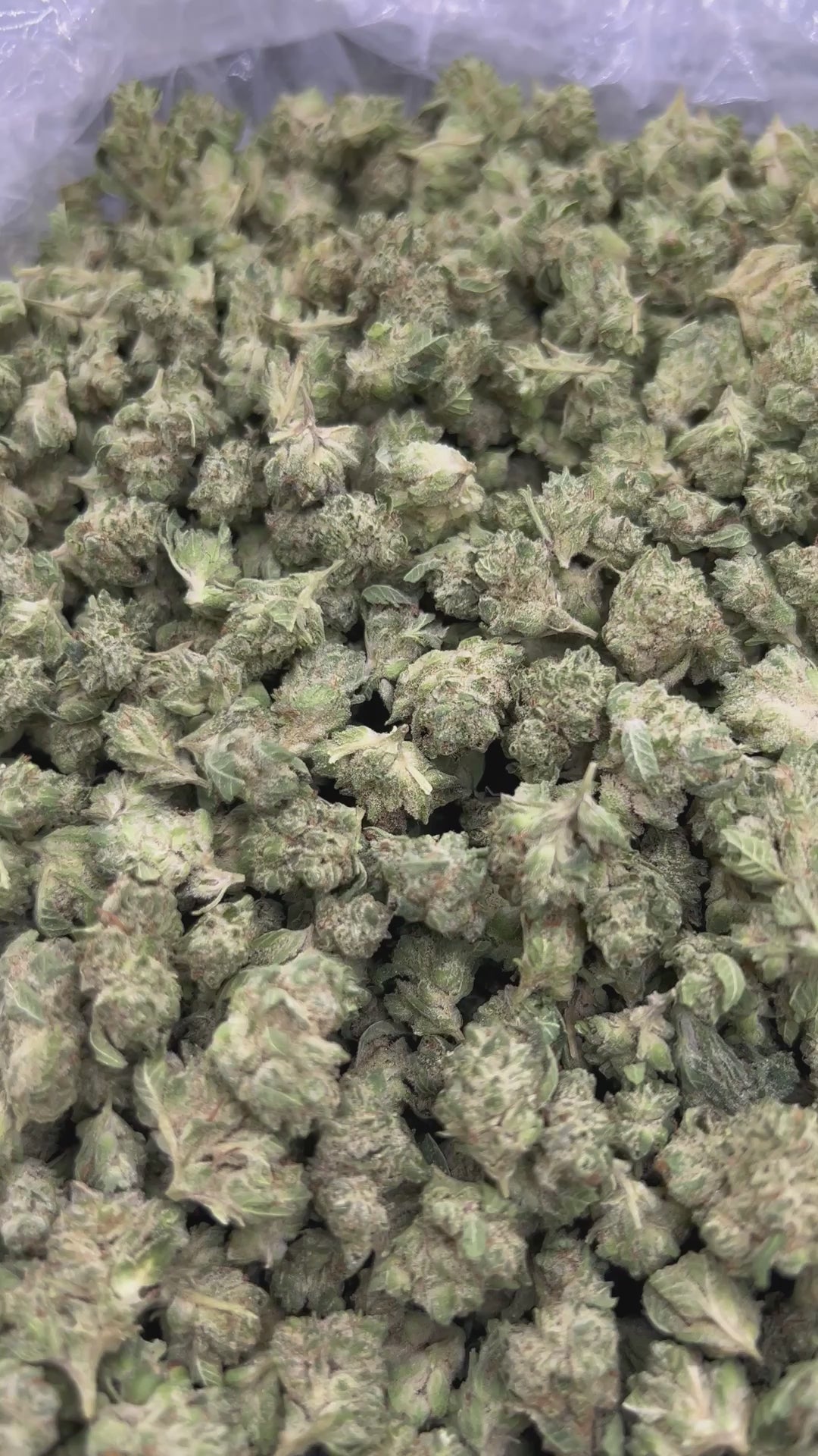 THCA FLOWER (Gorilla Glue) - Smalls - (Hybrid)