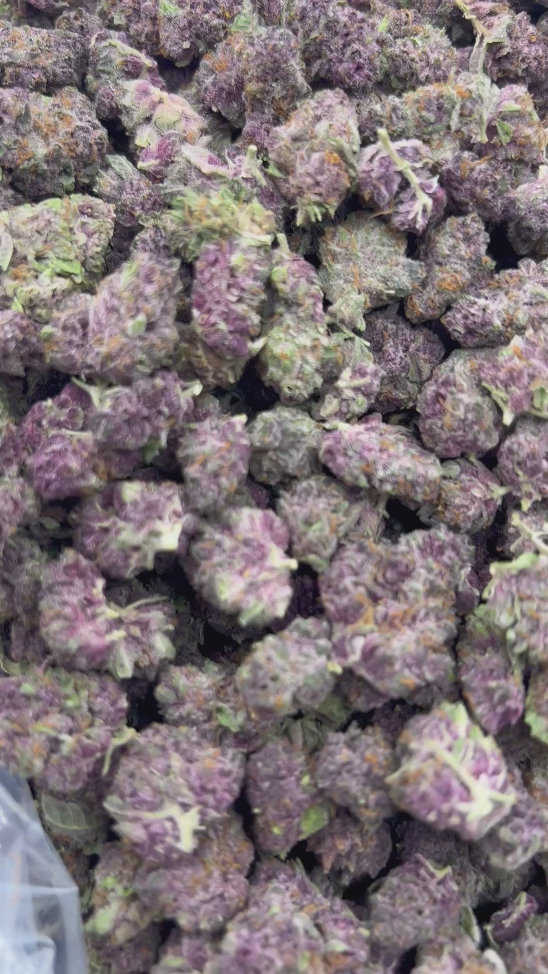 THCA FLOWER (Trop Cherry) - Smalls - (Sativa)