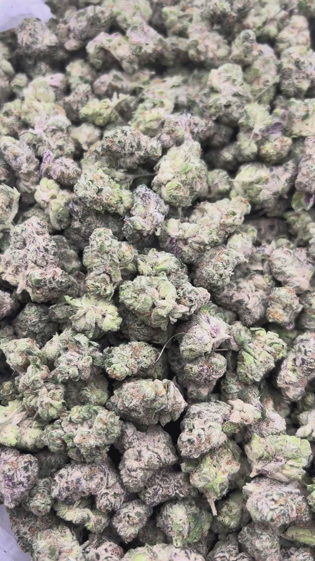 THCA FLOWER (Lambs Bread) - Smalls (Sativa)