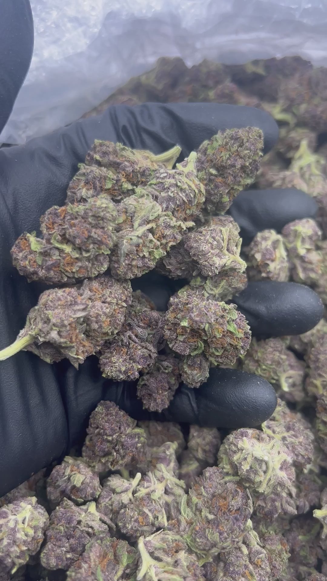 THCA FLOWER (Granddaddy Purple) - Smalls - (Indica)