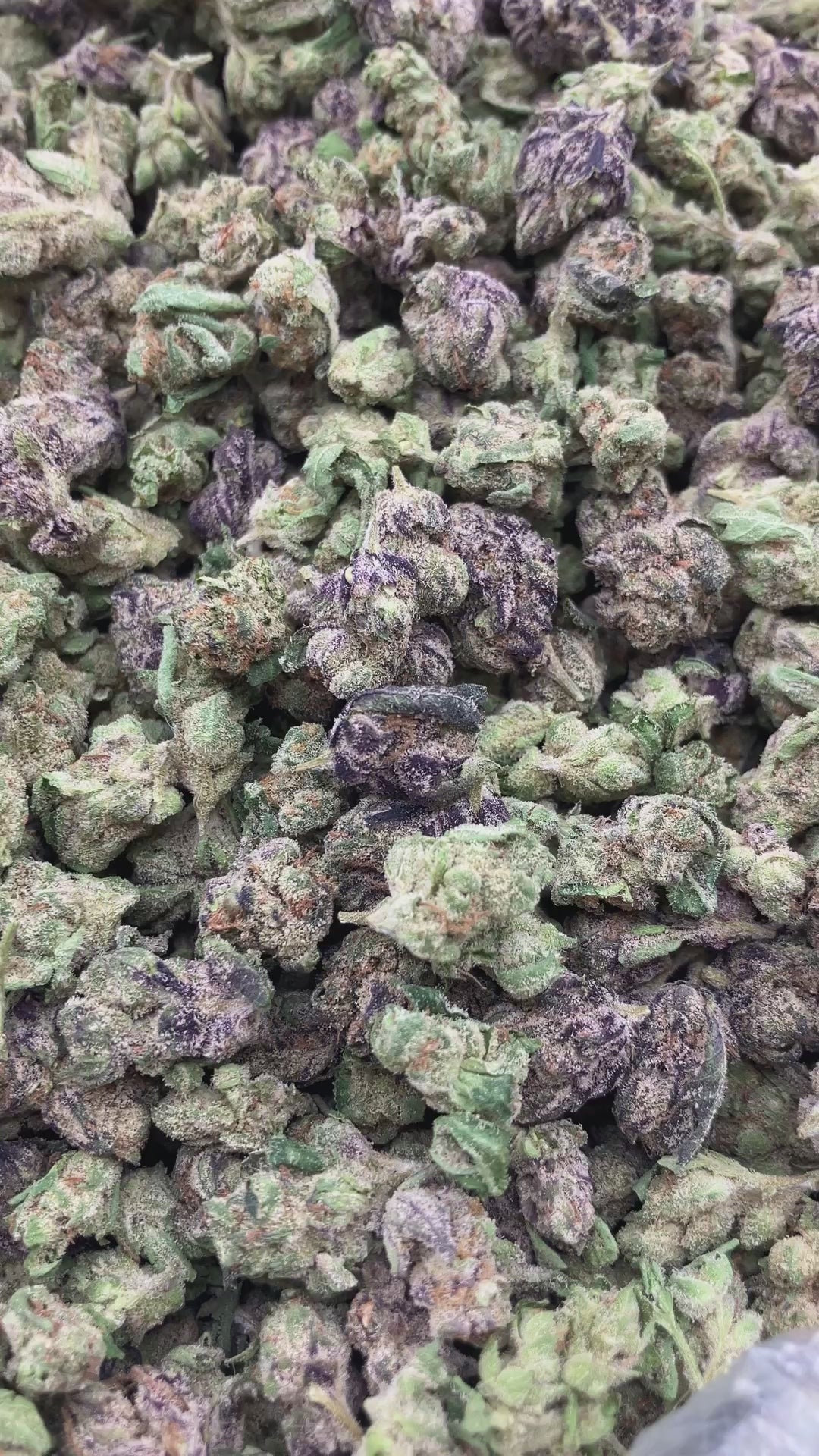 THCA FLOWER (LA Runtz) - Smalls - (Hybrid)
