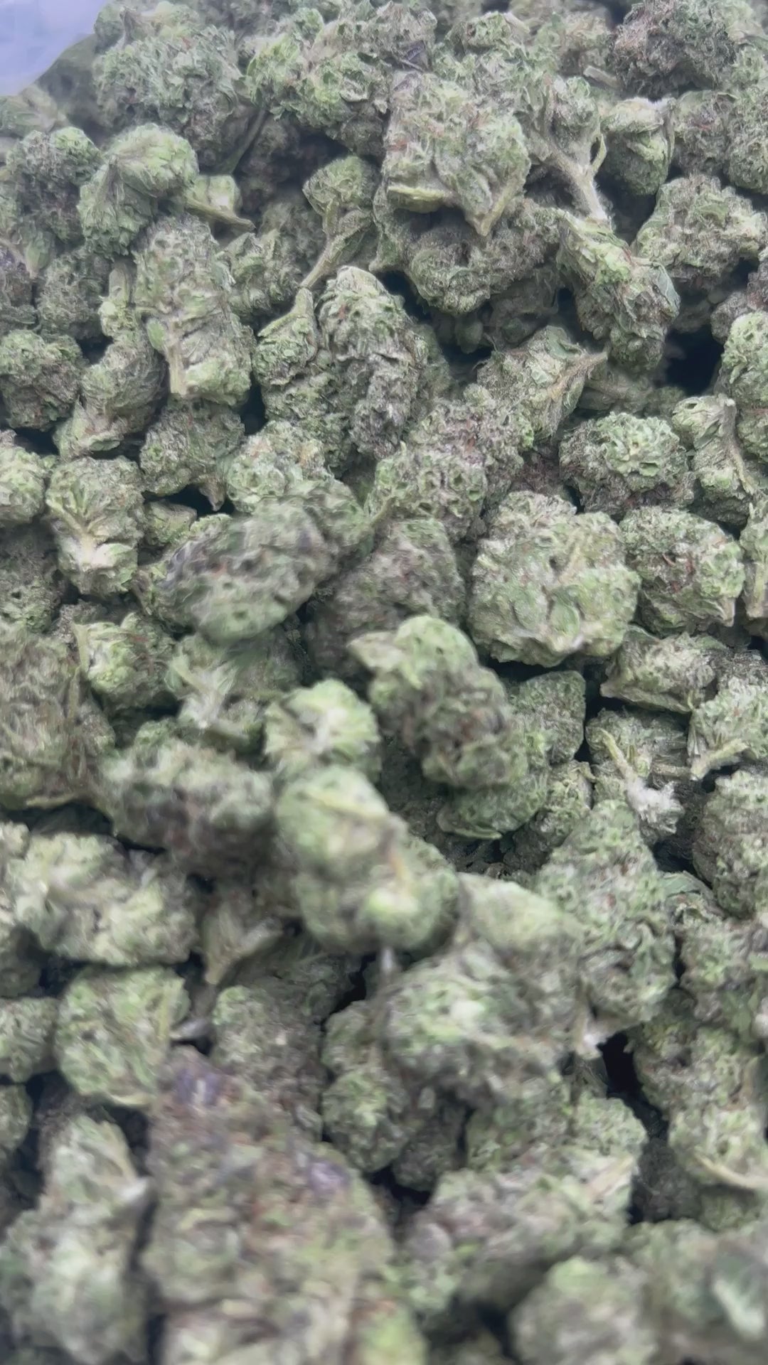 THCA FLOWER (Rainbow Sherbet) - Smalls - (Hybrid)